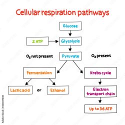 Cellular respiration map concept answers