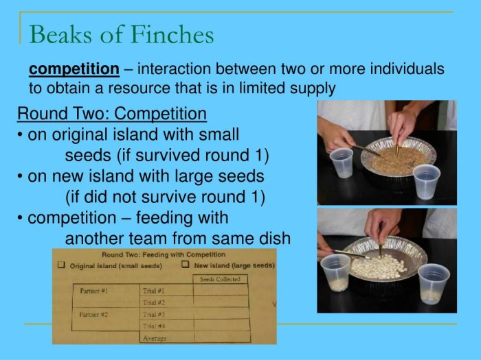 The beak of finches lab answer key