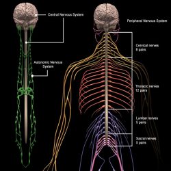 Quiz on autonomic nervous system