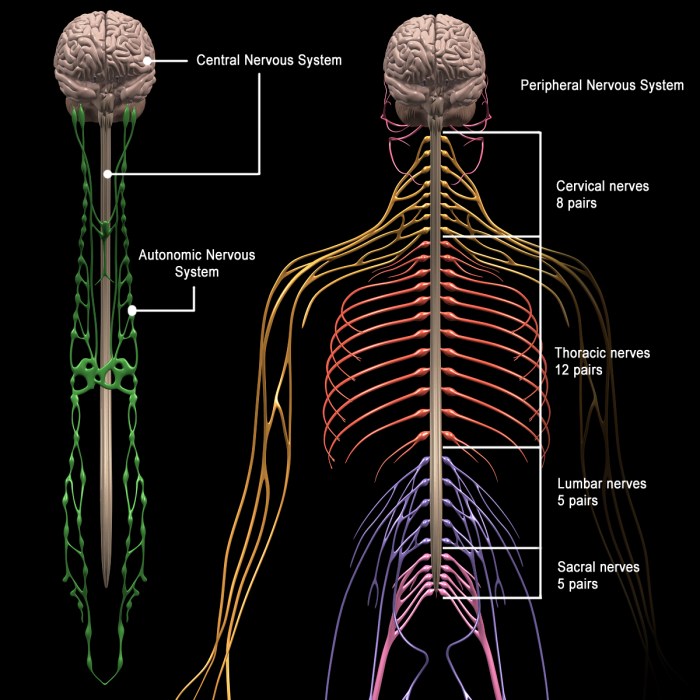 Quiz on autonomic nervous system