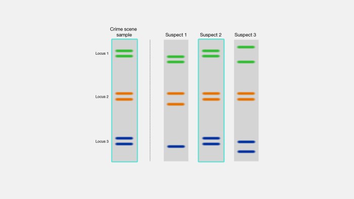 Paternity fingerprinting fingerprints cheggcdn parentage