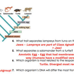 Let's build a cladogram answers key