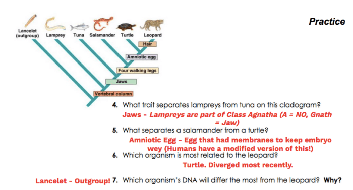 Let's build a cladogram answers key