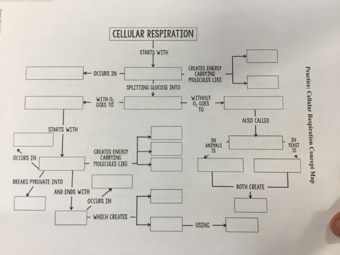 Practice cellular respiration concept map