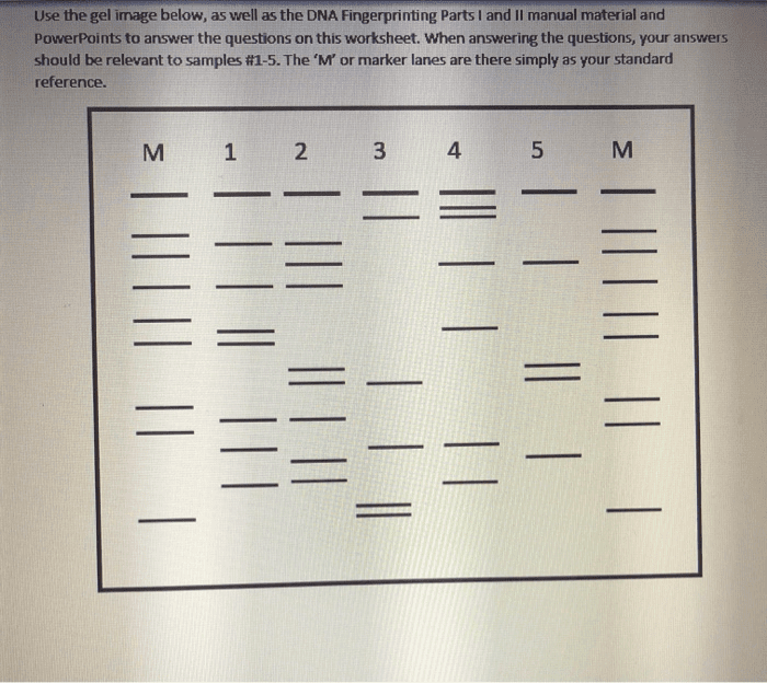 Dna fingerprinting & paternity worksheet