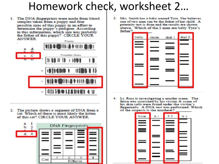 Dna fingerprinting & paternity worksheet