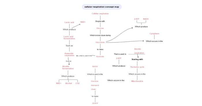 Practice cellular respiration concept map