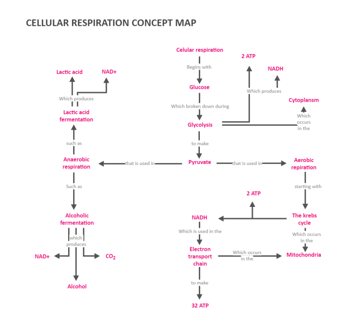 Respiration cellular concept map cell photosynthesis biologycorner worksheet biology cycle glycolysis fill bank word fermentation transport worksheets graphic cells ap