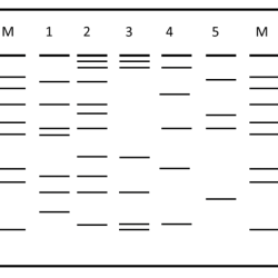 Paternity fingerprinting