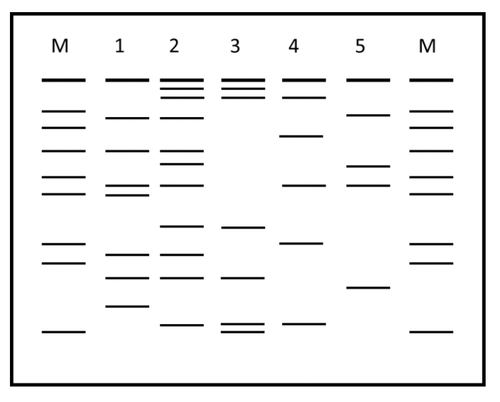 Paternity fingerprinting