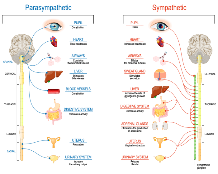 Quiz on autonomic nervous system