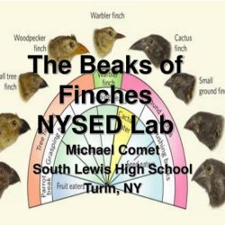 The beak of finches lab answer key