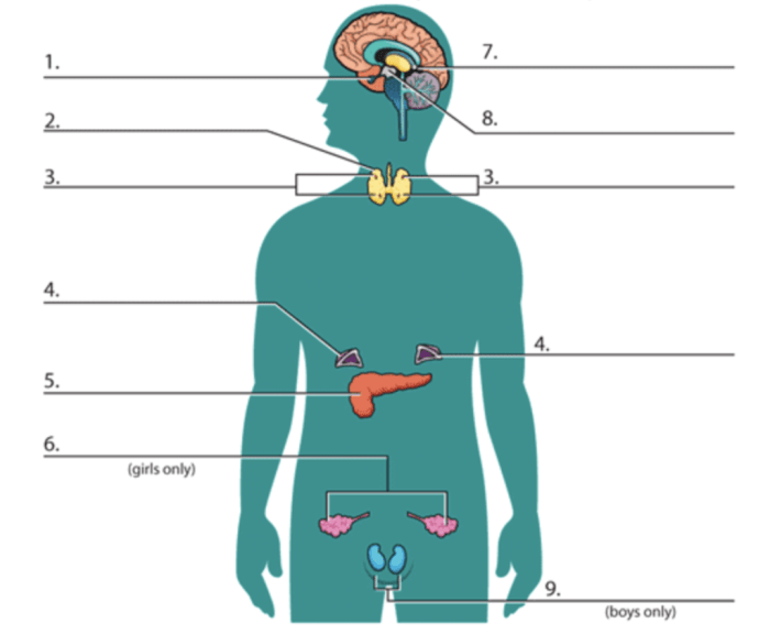 The human endocrine system glands worksheet answers