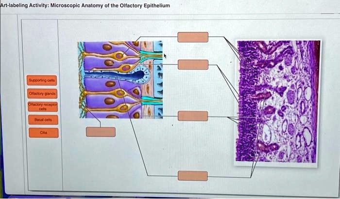 Art-labeling activity: microscopic anatomy of the olfactory epithelium