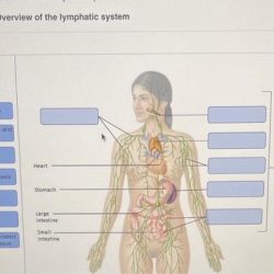 Art-labeling activity overview of the lymphatic system