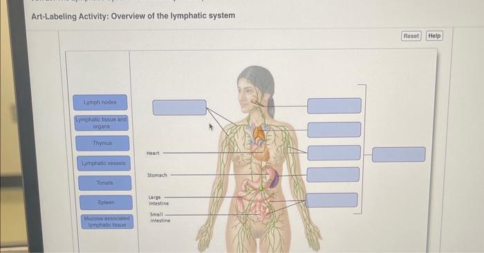 Art-labeling activity overview of the lymphatic system