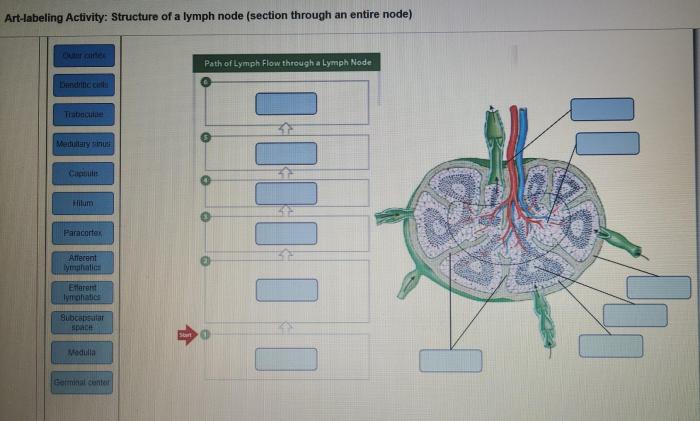 Lymphatic vessels system capillaries anatomy lymph blood vascular nodes physiology between returns cells tissue cardiovascular body immune back connective through