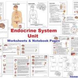 The human endocrine system glands worksheet answers