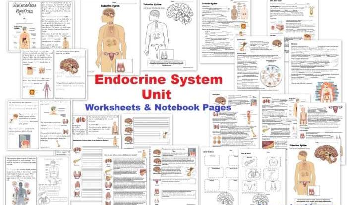 The human endocrine system glands worksheet answers