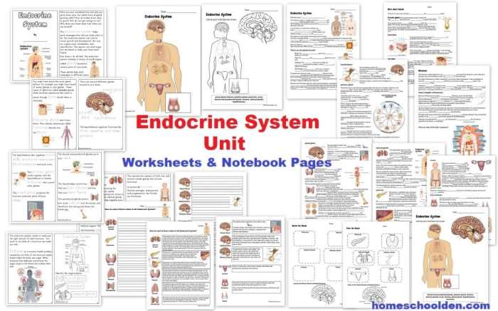 The human endocrine system glands worksheet answers