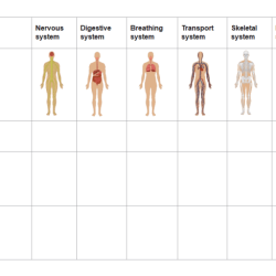 Concept map body systems graphic organizer answer key