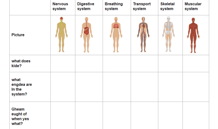 Concept map body systems graphic organizer answer key