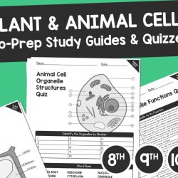 Plant cell organelles and structures answer key