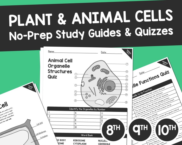 Plant cell organelles and structures answer key