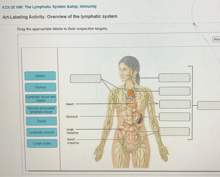 Art-labeling activity overview of the lymphatic system