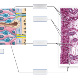 Art-labeling activity: microscopic anatomy of the olfactory epithelium