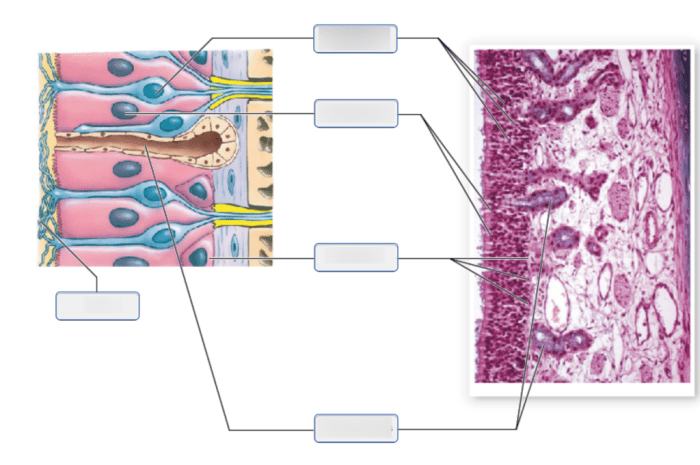 Art-labeling activity: microscopic anatomy of the olfactory epithelium