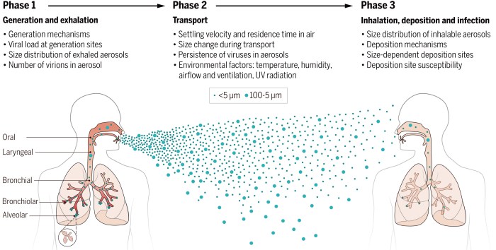 What is the primary purpose of sneeze guards