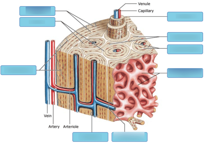 Tissue epithelial microscope magnification 69cm anatomy physiology basic